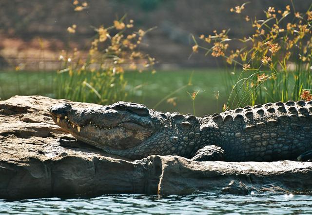 The sight of a crocodile basking in the winter sun is a rewarding one for the river safari tourists (Saubhadra Chatterji) The sight of a crocodile basking in the winter sun is a rewarding one for the river safari tourists (Saubhadra Chatterji)