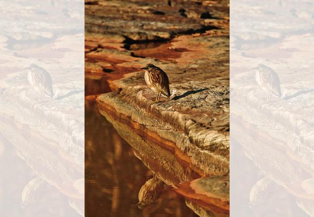 A pond heron waits patiently to catch a fish for breakfast (Saubhadra Chatterji) A pond heron waits patiently to catch a fish for breakfast (Saubhadra Chatterji)