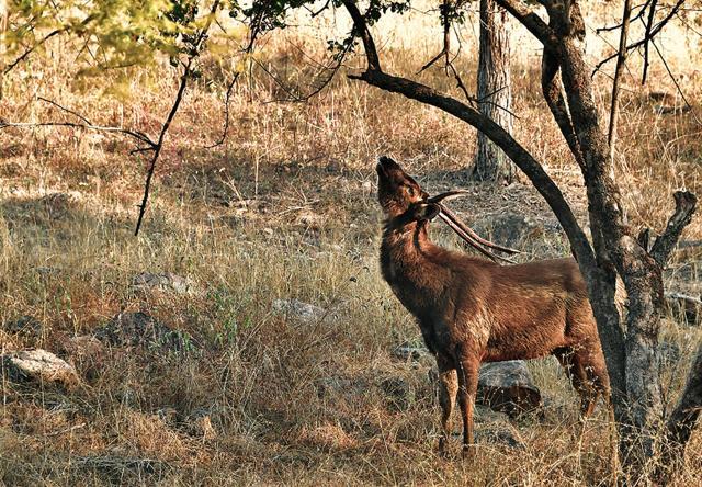 A male sambar is eating leaves from a tree (Saubhadra Chatterji) A male sambar is eating leaves from a tree (Saubhadra Chatterji)