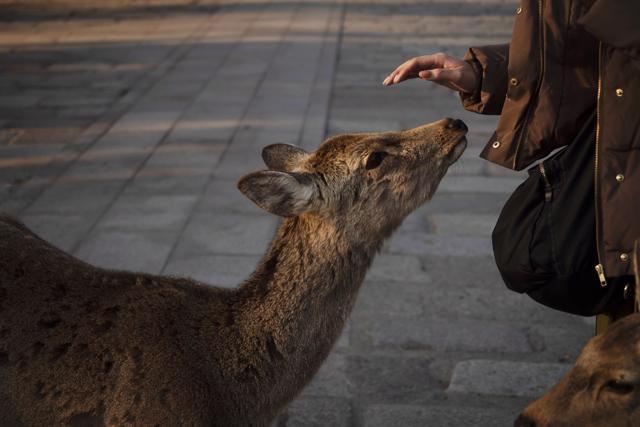 A tourist pat a deer in Nara, Japan. (AP)