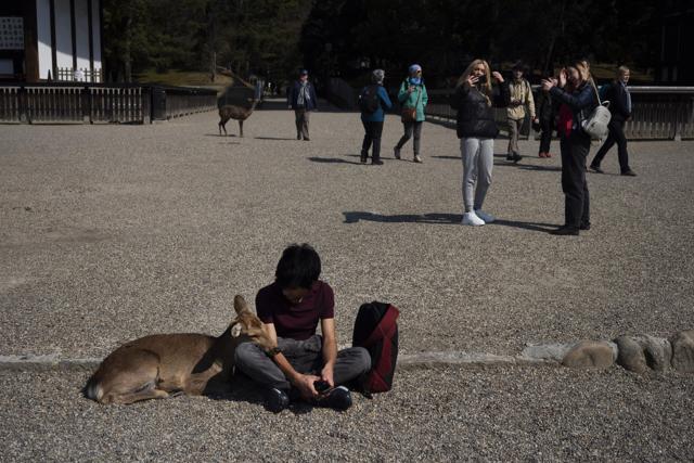 A deer cuddles with a tourist at Kofukuji temple in Nara. (AP)
