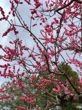 Sakura flowers around Ueno park, Tokyo. (Nuour Singh) Sakura flowers around Ueno park, Tokyo. (Nuour Singh)