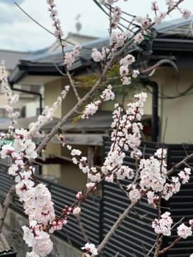 Cherry blossom flowers on the side walk in Roppongi, Tokyo. (Nupur Singh) Cherry blossom flowers on the side walk in Roppongi, Tokyo. (Nupur Singh)