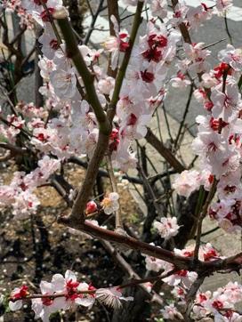 Sakura blooming over a neighborhood in Kyoto (Nupur Singh) Sakura blooming over a neighborhood in Kyoto (Nupur Singh)