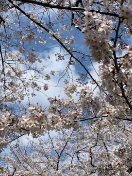 Sakura over the moat around Tokyo Imperial Palace, Tokyo. (Nupur Singh) Sakura over the moat around Tokyo Imperial Palace, Tokyo. (Nupur Singh)