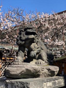 Pink Sakura trees in the Yoyogi garden of Tokyo. (Nupur Singh) Pink Sakura trees in the Yoyogi garden of Tokyo. (Nupur Singh)