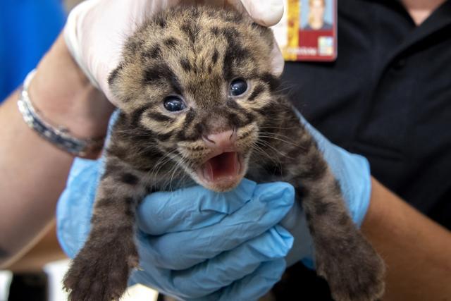 A newborn clouded leopard is held by a staff member (AP)
