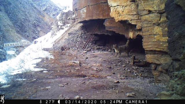Snow leopard spotted in Uttarakhand. (Uttarakhand forest department) Snow leopard spotted in Uttarakhand. (Uttarakhand forest department)
