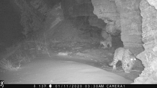 Image shows a snow leopard. (Uttarakhand forest department) Image shows a snow leopard. (Uttarakhand forest department)