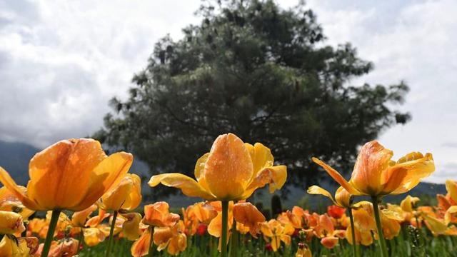 (Waseem Andrabi / HT Photo) (Waseem Andrabi / HT Photo ) (Waseem Andrabi / HT Photo) (Waseem Andrabi / HT Photo )