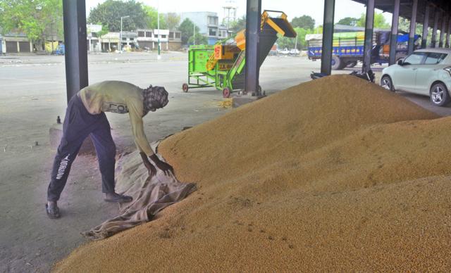 There is fear that the rain may increase the moisture content of grains kept at the grain market and therefore affect procurement. (Gurpreet Singh/HT) There is fear that the rain may increase the moisture content of grains kept at the grain market and therefore affect procurement. (Gurpreet Singh/HT)