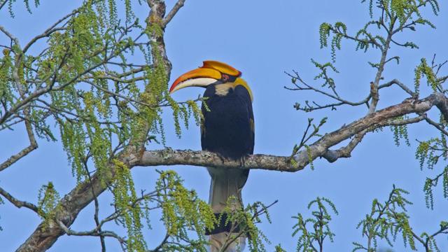 Seen here is the Great Hornbill. A Wildlife Institute of India (WII) study has documented 413 plant, 159 butterfly, 113 spider, 14 amphibian, 31 reptile, 230 bird and 21 mammalian species within the project area. (Photo: Sourced by HT/ Dhritiman Mukherjee/) Seen here is the Great Hornbill. A Wildlife Institute of India (WII) study has documented 413 plant, 159 butterfly, 113 spider, 14 amphibian, 31 reptile, 230 bird and 21 mammalian species within the project area. (Photo: Sourced by HT/ Dhritiman Mukherjee/)