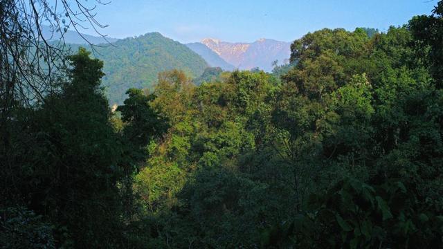 The sub-committee found that over 3 lakh trees are to be felled in Diband Valley, a number reduced to 2.7 lakh by the company. (Photo: Sourced by HT/ Ramki Sreenivasan) The sub-committee found that over 3 lakh trees are to be felled in Diband Valley, a number reduced to 2.7 lakh by the company. (Photo: Sourced by HT/ Ramki Sreenivasan)