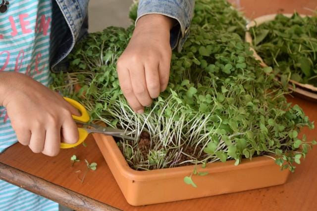 herb plants like mint, basil, aloe vera are easy to plant too, simply using the leaves of existing plants can help you get started