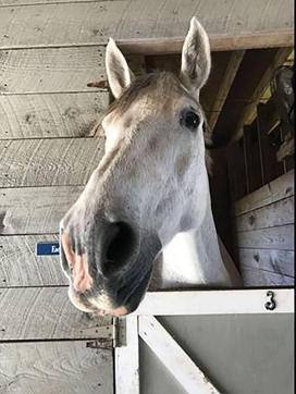 This image shows a white horse named Eddie. (AP) This image shows a white horse named Eddie. (AP)