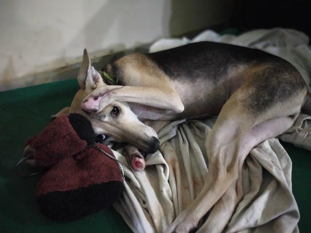 Ellie before getting prosthetics. Ellie before getting prosthetics.