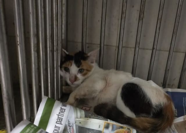 The pregnant cat lost consciousness, after falling from the second floor of a building