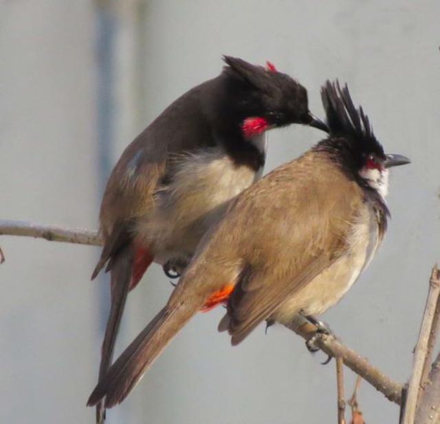 A pair of red-whiskered bulbuls (Photo: Sohail Akbar ) A pair of red-whiskered bulbuls (Photo: Sohail Akbar )