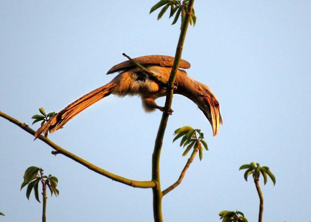 A hornbill that visited Sohail Akbar’s garden A hornbill that visited Sohail Akbar’s garden