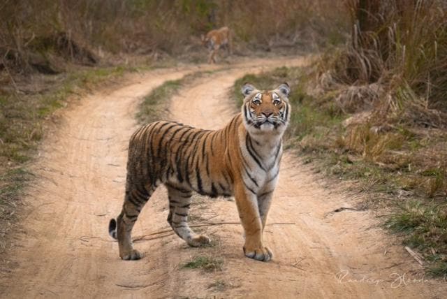 Tiger sighting at Jim Corbett Tiger Reserve (Photo Courtesy: Randeep Hooda) Tiger sighting at Jim Corbett Tiger Reserve (Photo Courtesy: Randeep Hooda)