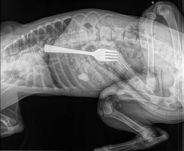 X-ray of the dog named Dustin. X-ray of the dog named Dustin.