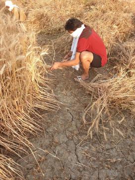 Boxer Manoj Kumar harvesting Boxer Manoj Kumar harvesting