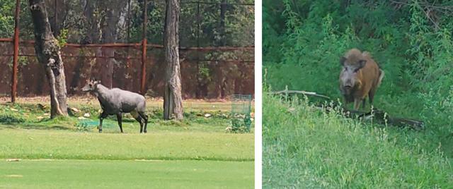 A Neelgai strolls along the 18th hole fairway and (on right) a boar readies to dig up grass next to 13th green. (Photo: CHANDIGARH GOLF CLUB) A Neelgai strolls along the 18th hole fairway and (on right) a boar readies to dig up grass next to 13th green. (Photo: CHANDIGARH GOLF CLUB)