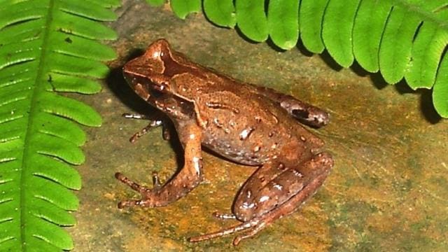 The Dzükou Valley Horned Frog (Systematics Lab, Delhi University)
