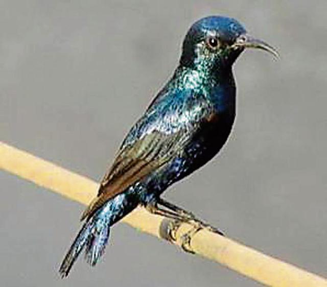 Tasmai Dave from Jaipur has taken to bird-watching from his balcony. His favourite sightings include two owlets at night, and this purple sunbird. Tasmai Dave from Jaipur has taken to bird-watching from his balcony. His favourite sightings include two owlets at night, and this purple sunbird.