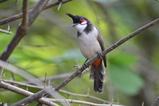 Red-whiskered Bulbul. This is the more widespread bulbul of the forested hilly tracts here but a few are seen even in residentiak localities (Photo: Sunjoy Monga)