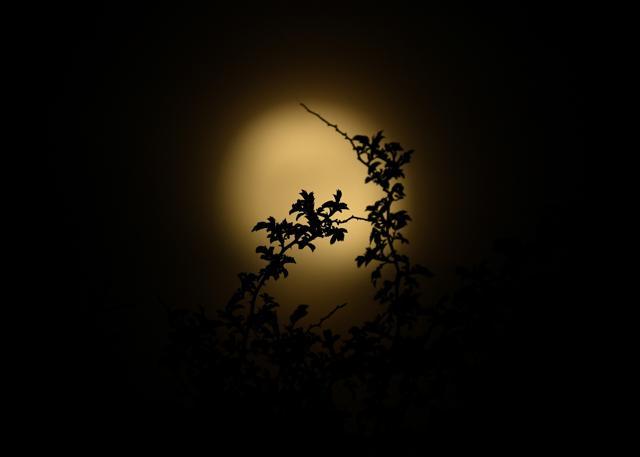 The silhouette of a branch is seen with the luminous background of the full moon, also known as the Supermoon or Flower Moon rises over Foxhill, Tetbury, Britain, May 7, 2020. REUTERS/Dylan Martinez (REUTERS) The silhouette of a branch is seen with the luminous background of the full moon, also known as the Supermoon or Flower Moon rises over Foxhill, Tetbury, Britain, May 7, 2020. REUTERS/Dylan Martinez (REUTERS)