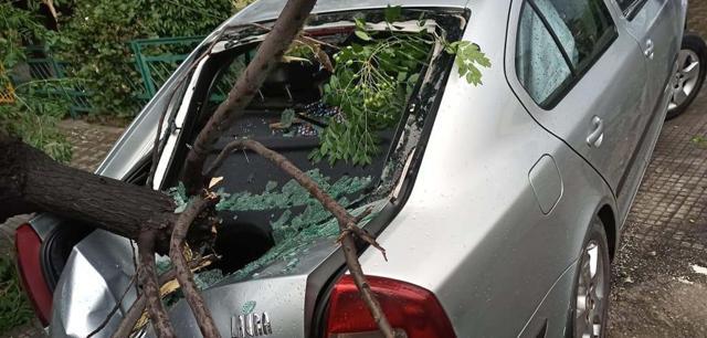 A car damaged after an uprooted tree fell on in Phase 7, Mohali, on Sunday. (HT Photo) A car damaged after an uprooted tree fell on in Phase 7, Mohali, on Sunday. (HT Photo)