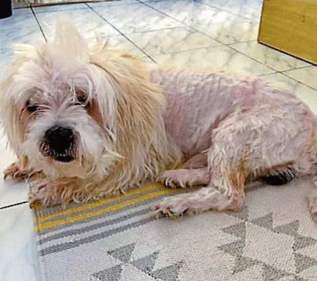 Rebecca Simonian says trimming her itchy Lhasa Apso was no fun, but she had to do it for the sake of his skin. ‘If he could speak, I bet he’d be cursing me right now,’ she says. Rebecca Simonian says trimming her itchy Lhasa Apso was no fun, but she had to do it for the sake of his skin. ‘If he could speak, I bet he’d be cursing me right now,’ she says.