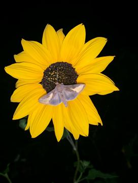 The moth, Thysanoplusia orichalcea, sucking nectar at night from a sunflower in a house garden of Sector 19, Chandigarh. (PHOTO: VIKRAM JIT SINGH) The moth, Thysanoplusia orichalcea, sucking nectar at night from a sunflower in a house garden of Sector 19, Chandigarh. (PHOTO: VIKRAM JIT SINGH)