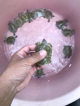 A person holds a turtle at Chheuteal Beach, where over twenty rare Royal Turtles have hatched thanks to conservation efforts. (REUTERS) A person holds a turtle at Chheuteal Beach, where over twenty rare Royal Turtles have hatched thanks to conservation efforts. (REUTERS)