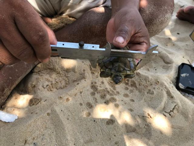 A man measures a turtle at Chheuteal Beach, where over twenty rare Royal Turtles have hatched thanks to conservation efforts to stop sand dredging. (REUTERS) A man measures a turtle at Chheuteal Beach, where over twenty rare Royal Turtles have hatched thanks to conservation efforts to stop sand dredging. (REUTERS)