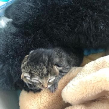 The image shows the Janus cat named Biscuits and Gravy sleeping. (Instagram/Biscuitsandgravy) The image shows the Janus cat named Biscuits and Gravy sleeping. (Instagram/Biscuitsandgravy)