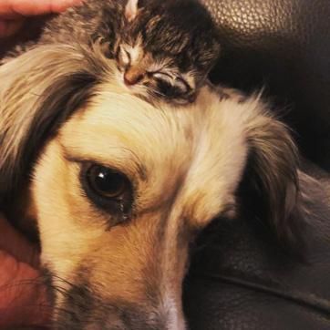 Biscuits and Gravy sleeping on one of its dog siblings. (Instagram/Biscuitsandgravy) Biscuits and Gravy sleeping on one of its dog siblings. (Instagram/Biscuitsandgravy)