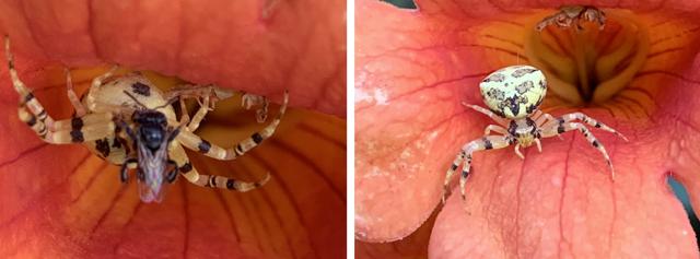 A Crab spider captures a Hover fly; (on right) after having ingested the prey in a house garden of Sector 19, Chandigarh. (Photo by Vikram Jit Singh) A Crab spider captures a Hover fly; (on right) after having ingested the prey in a house garden of Sector 19, Chandigarh. (Photo by Vikram Jit Singh)
