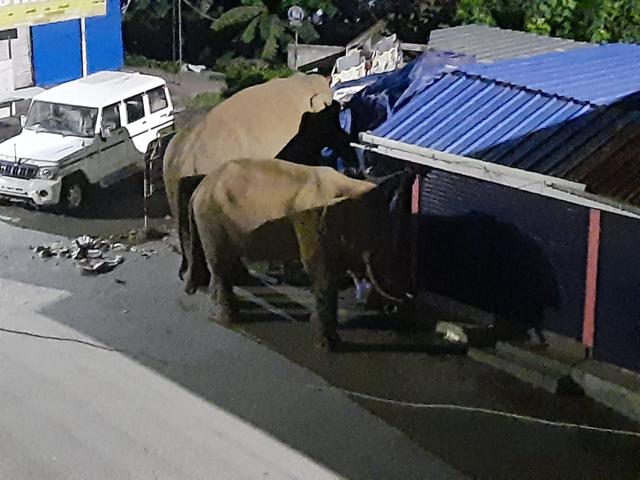 Elephants roaming the streets. Elephants roaming the streets.