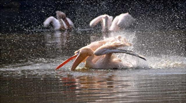 Pelicans cooling off in a pond at Chhabir Zoo on Tuesday. (HT PHOTO) Pelicans cooling off in a pond at Chhabir Zoo on Tuesday. (HT PHOTO)