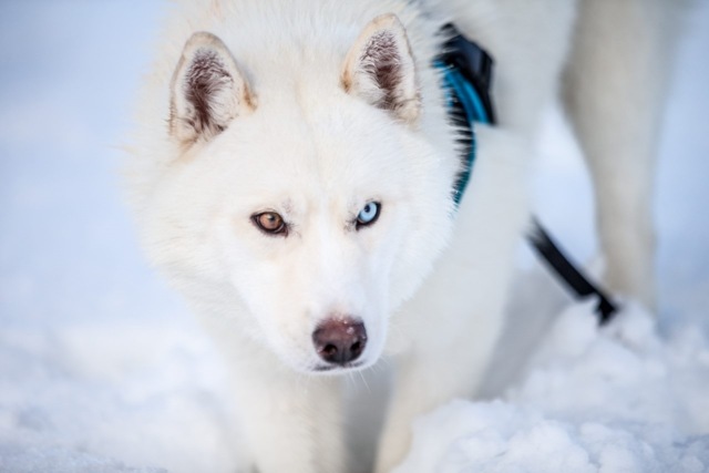 One of Karl Olafsson’s bi-eyed whiteSiberian huskies in Iceland. One of Karl Olafsson’s bi-eyed whiteSiberian huskies in Iceland.