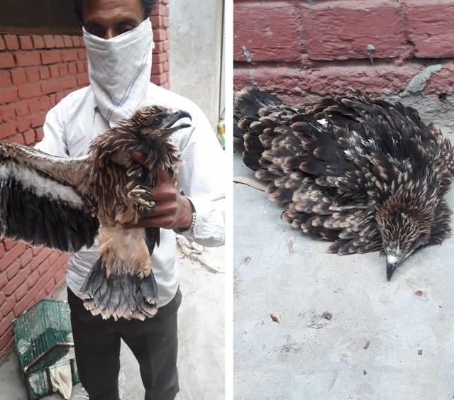 A Wildlife official with Black kites seized from Lahora village near Ludhiana. (PHOTOS: PUNJAB FOREST & WILDLIFE PRESERVATION DEPARTMENT) A Wildlife official with Black kites seized from Lahora village near Ludhiana. (PHOTOS: PUNJAB FOREST & WILDLIFE PRESERVATION DEPARTMENT)
