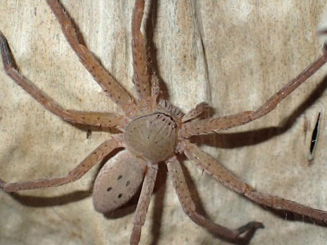 A male Madagascan Huntsman spider (Sparassidae), the new genus named "Thunberg spider" which differs from other huntsmans in their eye arrangement and unique dotted patterns on their backs. (AFP) A male Madagascan Huntsman spider (Sparassidae), the new genus named "Thunberg spider" which differs from other huntsmans in their eye arrangement and unique dotted patterns on their backs. (AFP)