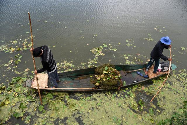 Kashmiri labourers removing weeds from Dal Lake in Srinagar. (Waseem Andrabi/ HT)
