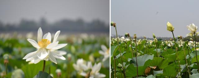 The Lotus spread at the regulator-end, Sukhna lake. (PHOTOS: VIKRAM JIT SINGH ) The Lotus spread at the regulator-end, Sukhna lake. (PHOTOS: VIKRAM JIT SINGH )