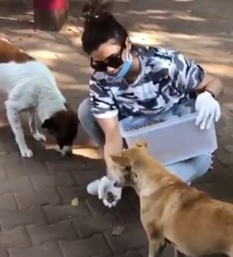 Grab from a video showing actor Daisy Shah feeding stray dogs.