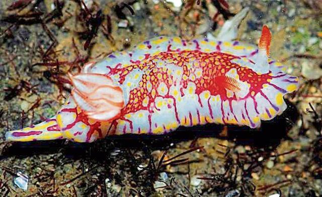 Hypselodoris Zebrina. (Prathamesh Khedwan) Hypselodoris Zebrina. (Prathamesh Khedwan)
