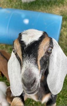 One of the goats that was stolen and later returned. (Facebook/@MOOville) One of the goats that was stolen and later returned. (Facebook/@MOOville)