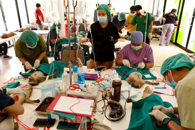 Veterinarians from the Department of National Parks carry out sterilization procedures on monkeys. (REUTERS) Veterinarians from the Department of National Parks carry out sterilization procedures on monkeys. (REUTERS)